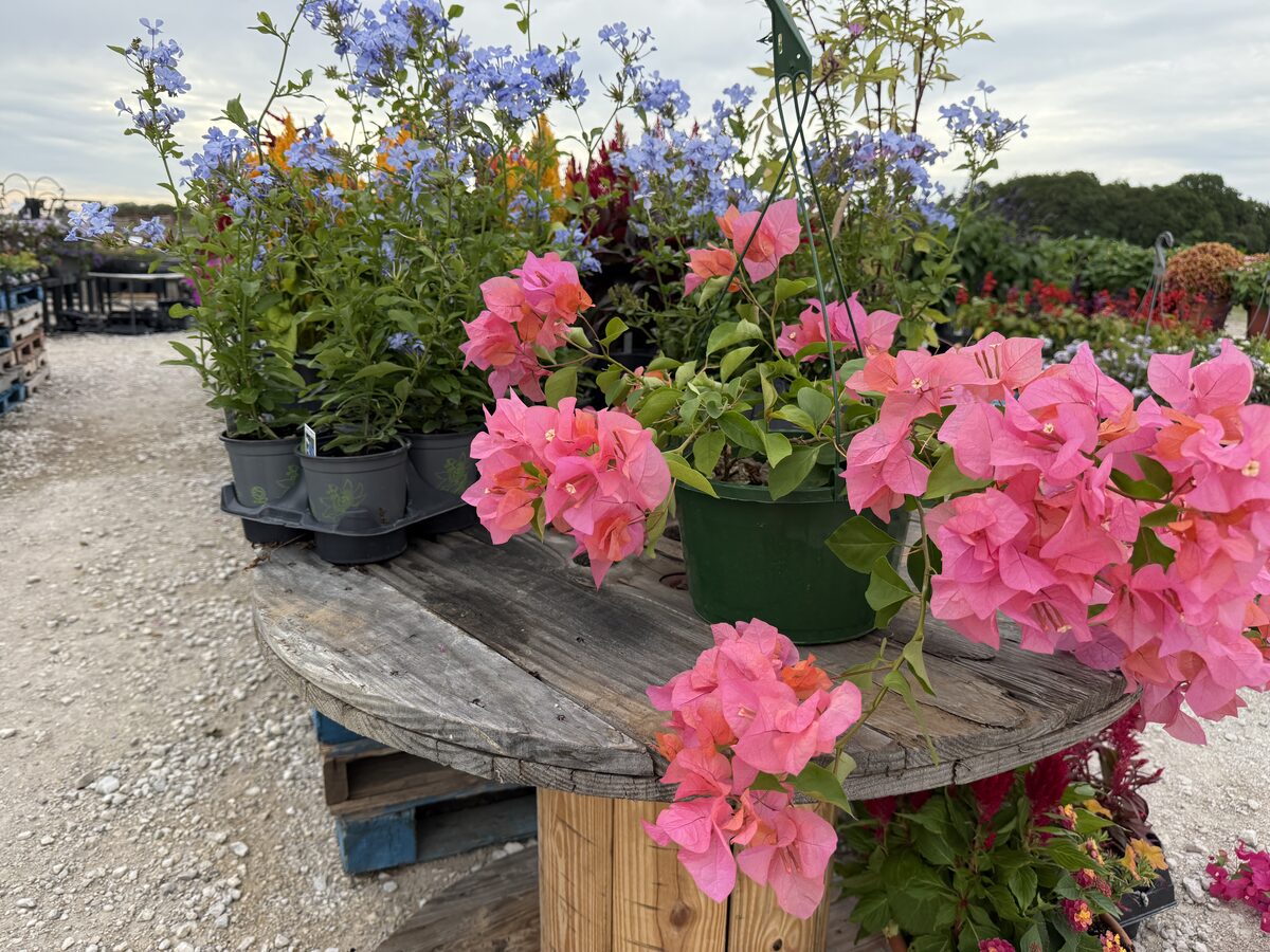 Coral Bougainvillea hanging basket