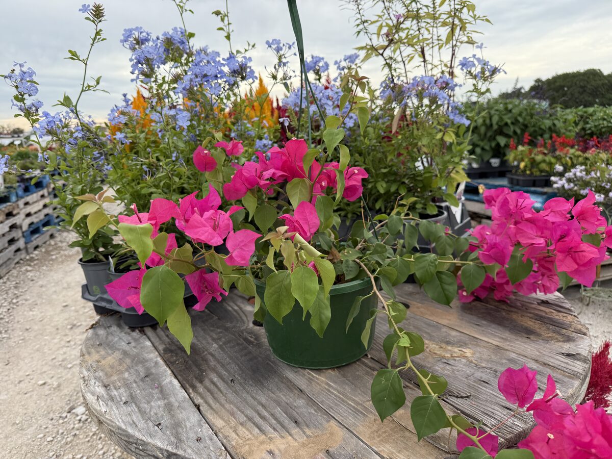 Hot Pink Bougainvillea hanging basket