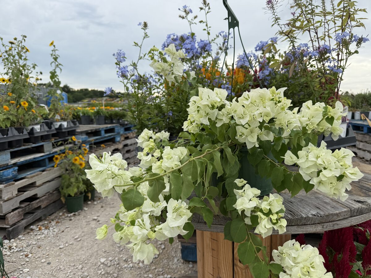 White Bougainvillea hanging basket