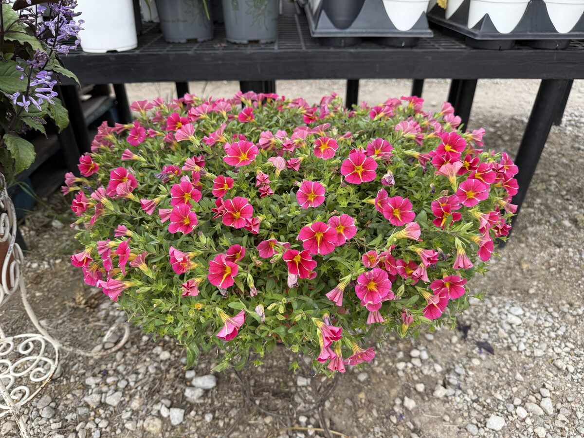 Pink Calibrachoa Million Bells hanging basket