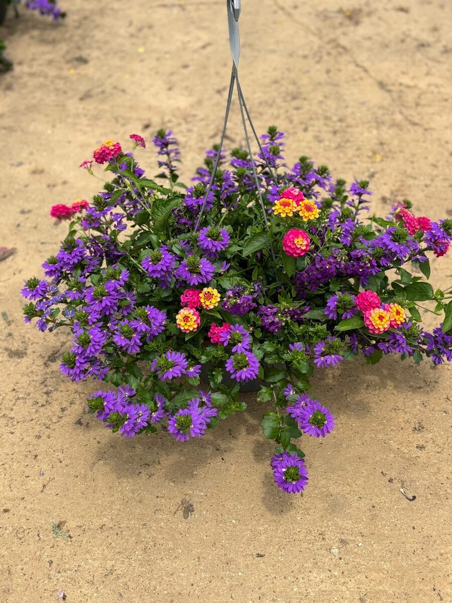 Purple and Gold combo hanging basket