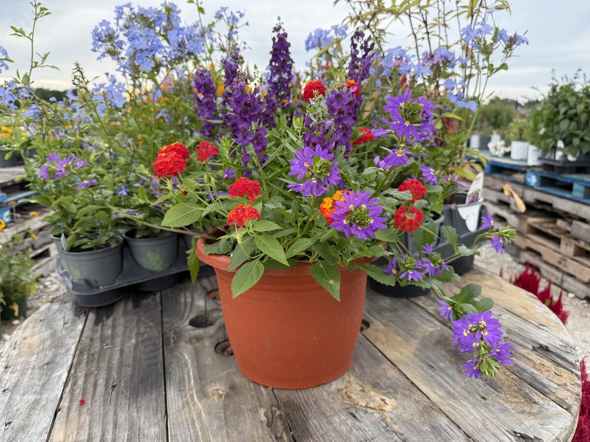 Purple and Red combo terracotta pot