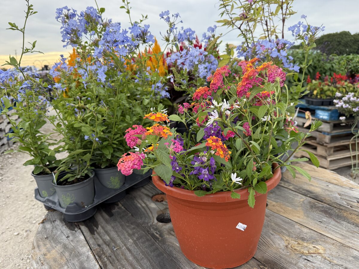 Tropical Sunset combo terracotta pot
