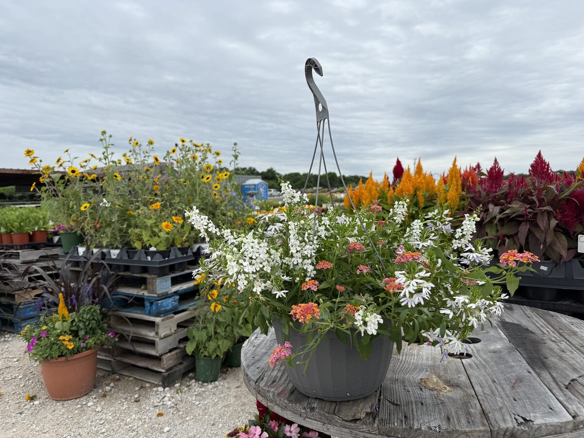White and Coral combo hanging basket