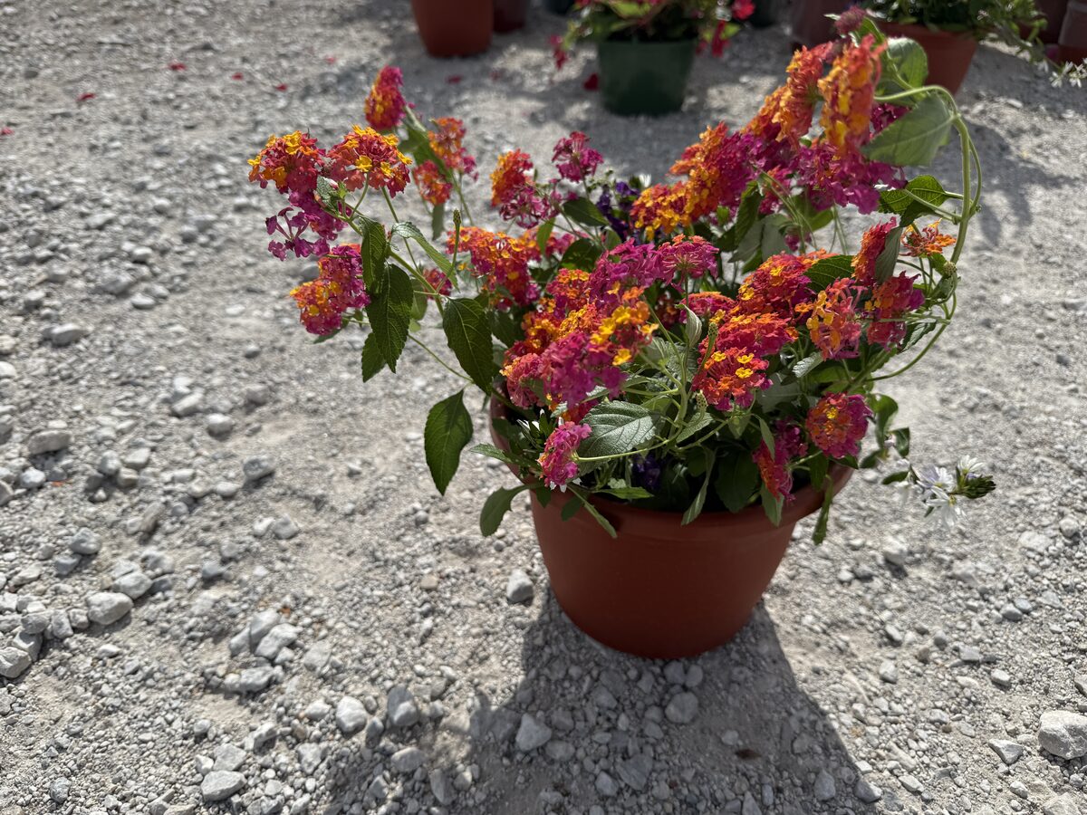 Lantana Sunset Mix combo terracotta pot