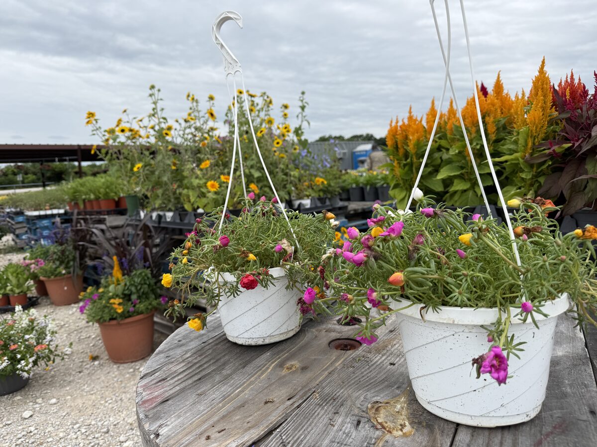 Portulaca Moss Rose hanging basket