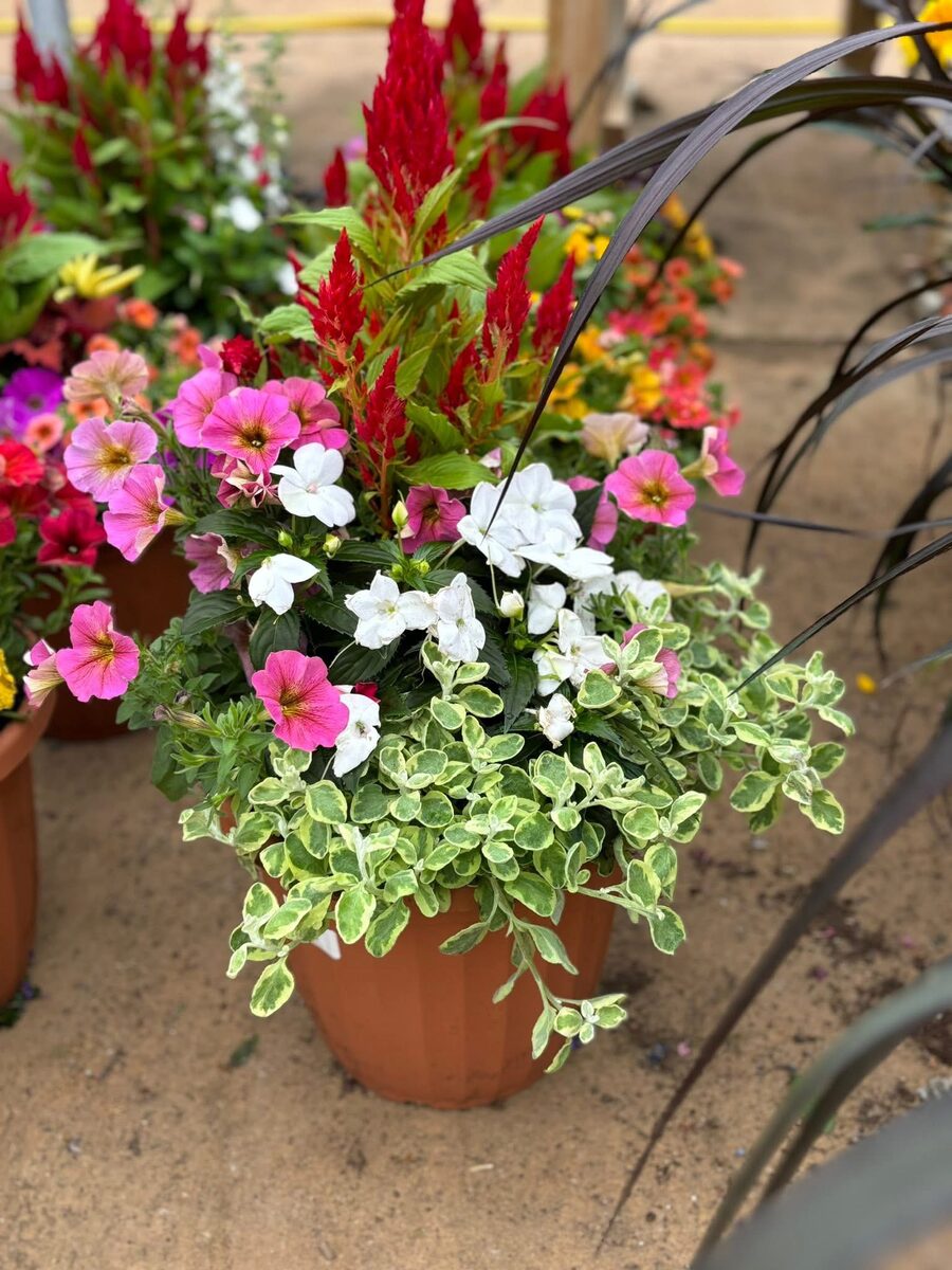 Premium Pink and Red terracotta combo pot