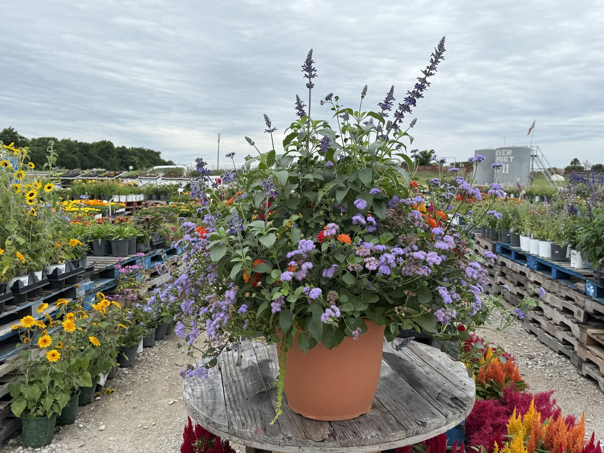 Premium Large Purple Showpiece terracotta combo pot