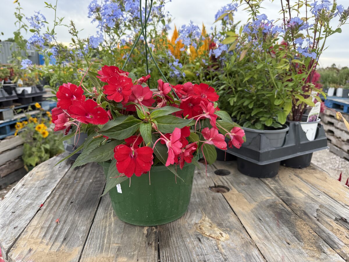 Red SunPatiens hanging basket