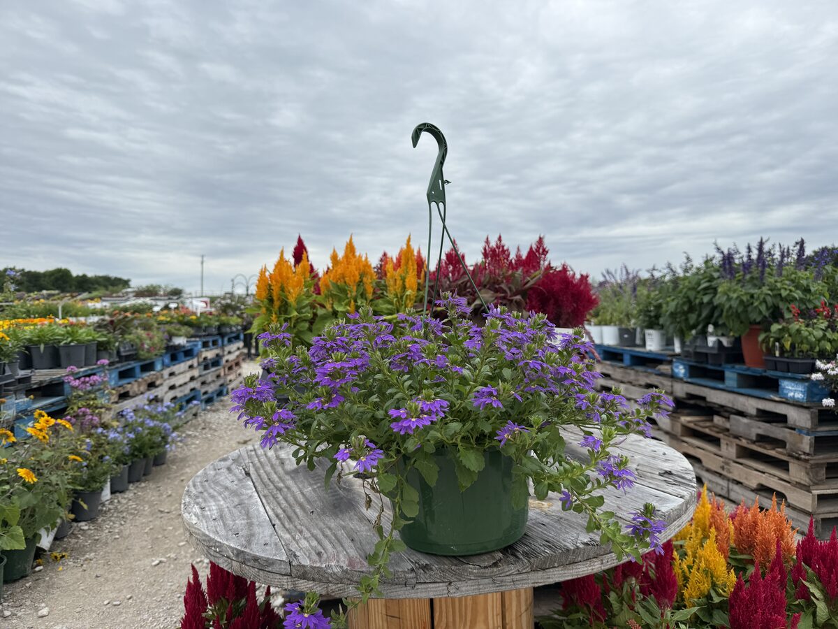 Scaevola Fan Flower hanging basket