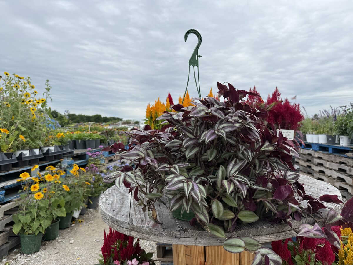 Tradescantia Inch Plant hanging basket